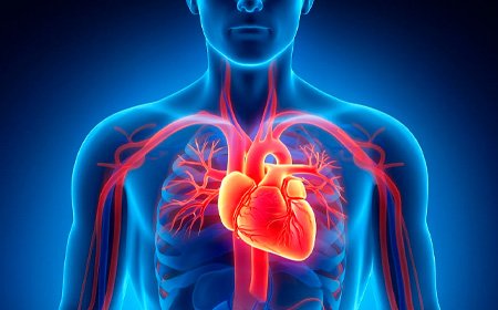 Сердце человека